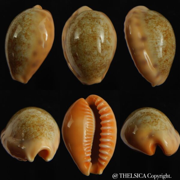 Ovatipsa coloba coloba 25.74 mm Gem-0