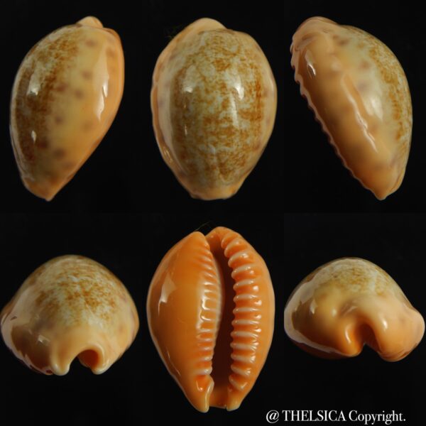 Ovatipsa coloba coloba 25.97 mm Gem-0