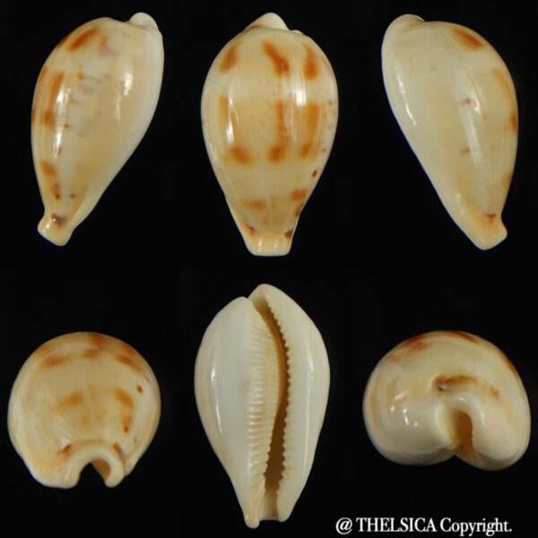 Paradusta hungerfordi coucomi 35.15 mm Gem-0