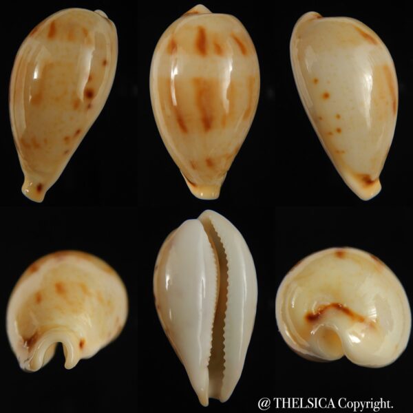 Paradusta hungerfordi coucomi 43.90 mm Gem -0