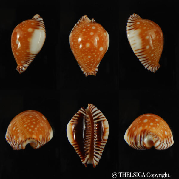 Perisserosa guttata bicallosa ... Super dwarf.... 41.38 mm Gem -0