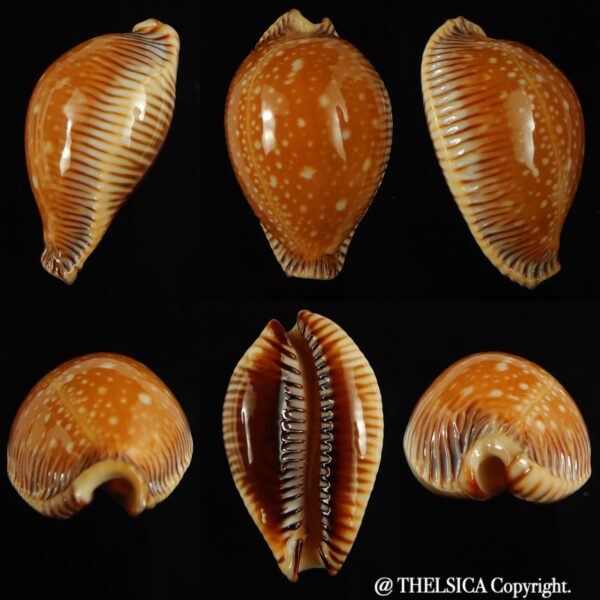 Perisserosa guttata surinensis 47.40 mm Gem-0