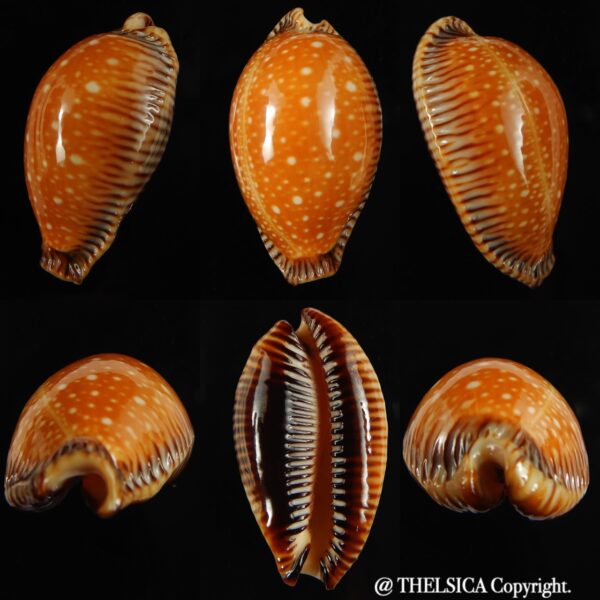 Perisserosa guttata surinensis 55.84 mm Gem-0