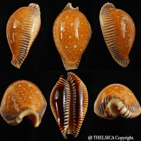 Perisserosa guttata surinensis 61 mm Gem-0
