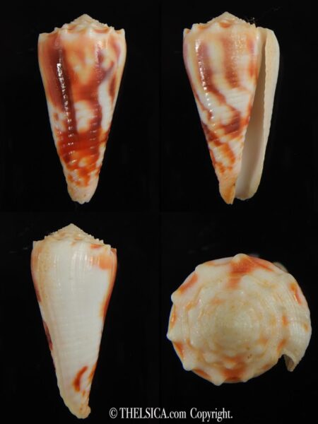 Phasmoconus merleti 50.35 mm Gem-0