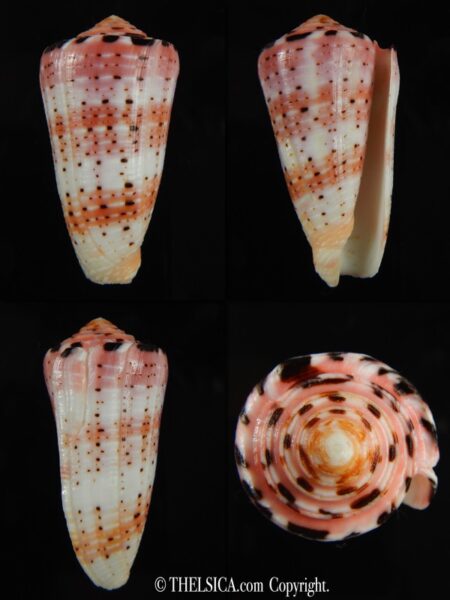 Pionoconus aurisiacus 59.75 mm F++-0