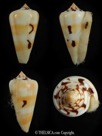 Pionoconus gubernator leelmani 57.69 mm Gem-0