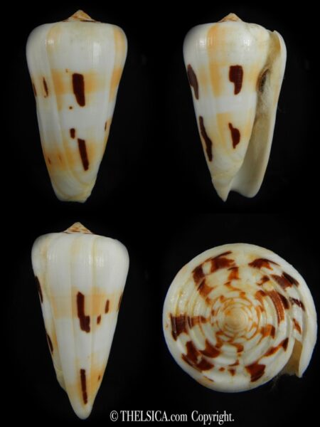 Pionoconus gubernator leelmani 74.39 mm F+++/Gem-0