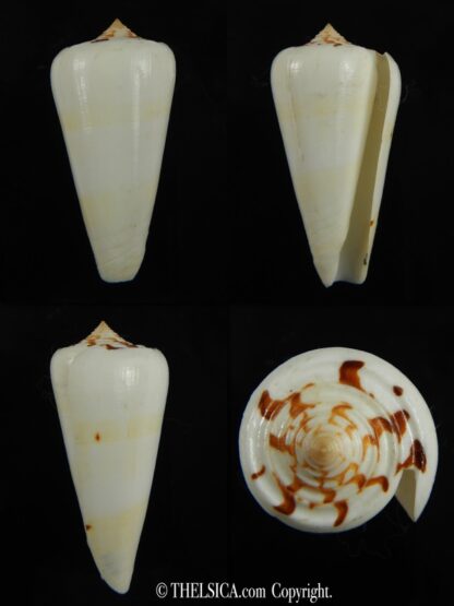 Pionoconus gubernator leelmani ...Unblotch 53.15 mm Gem-0