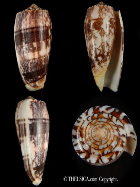 Pionoconus striatus striatus 93.04 mm Gem-0