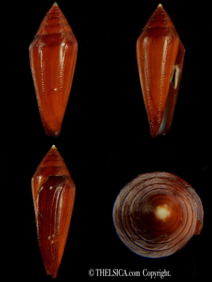 Profundiconus lani 44.88 mm gem -0