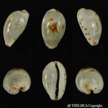 Purpuradusta gracilis hilda 16.91 mm Gem-0