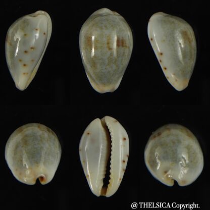 Purpuradusta gracilis hilda 17.11 mm Gem-0