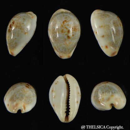 Purpuradusta gracilis hilda 17.54 mm Gem-0