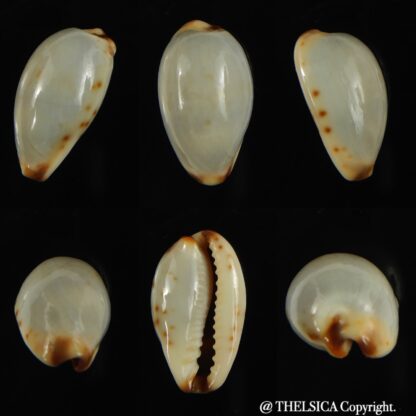 Purpuradusta gracilis macula ... "Blotchless" 20.68 mm Gem-0