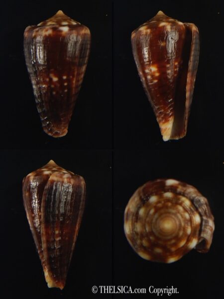 Splinoconus) boeticus ruppellii 26.22 mm Gem -0