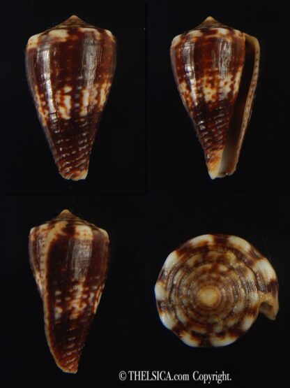 Splinoconus) boeticus ruppellii 27.20 mm Gem -0