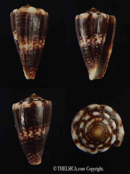 Splinoconus) boeticus ruppellii 28.26 mm Gem -0