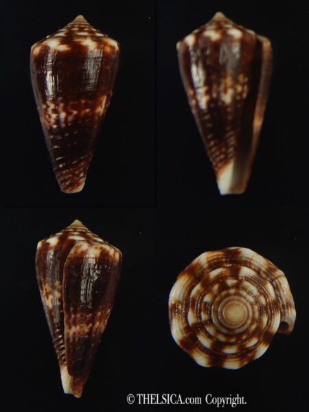 Splinoconus) boeticus ruppellii 29.32 mm Gem-0