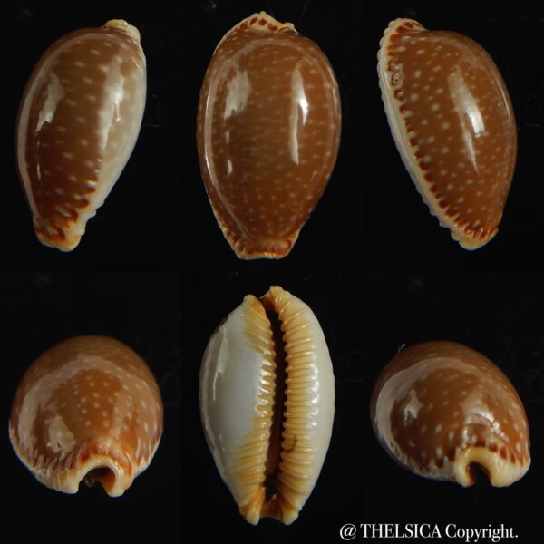 Staphylaea semiplota 17.61 mm Gem-0