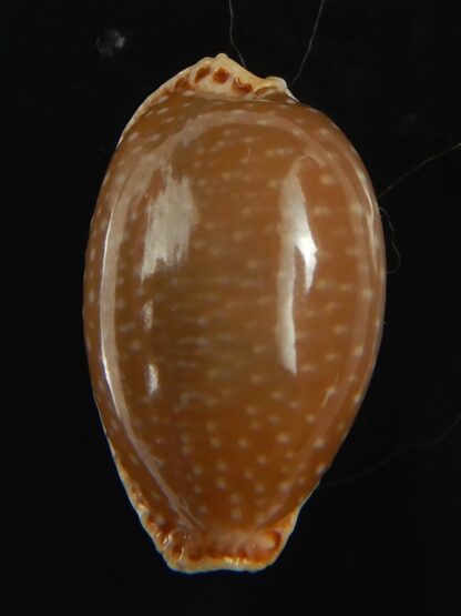 Staphylaea semiplota 17.61 mm Gem-67590