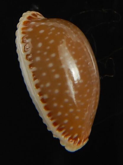 Staphylaea semiplota 17.61 mm Gem-67587