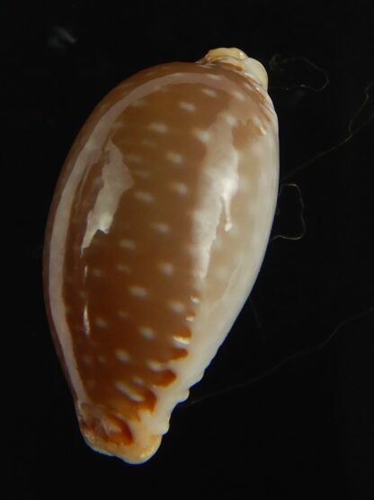 Staphylaea semiplota 17.61 mm Gem-67589