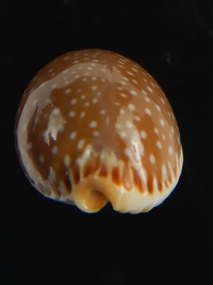 Staphylaea semiplota 17.62 mm Gem-67602