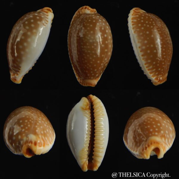 Staphylaea semiplota 18.24 mm Gem-0