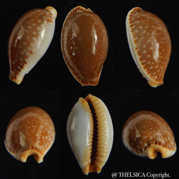 Staphylaea semiplota 18.87 mm Gem-0