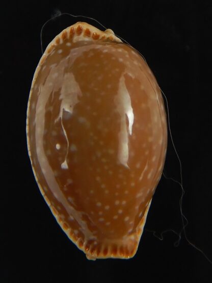 Staphylaea semiplota 18.87 mm Gem-67632