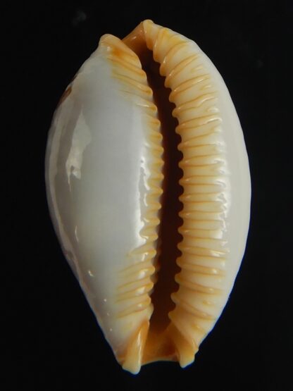 Staphylaea semiplota 18.87 mm Gem-67630