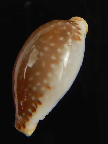 Staphylaea semiplota 18.87 mm Gem-67633