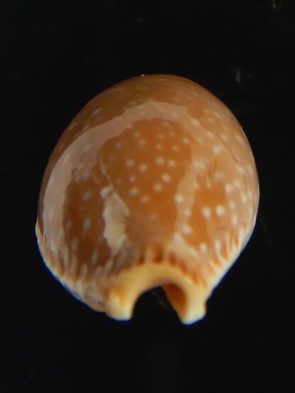 Staphylaea semiplota 18.87 mm Gem-67631