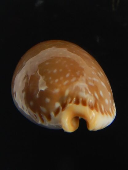 Staphylaea semiplota 18.87 mm Gem-67629