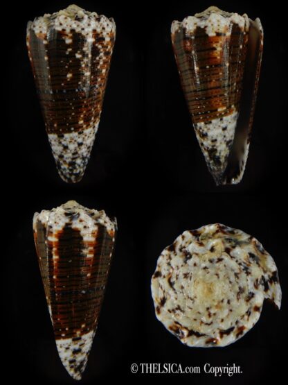 Stephanoconus imperialis imperialis ...SP pattern ,,, 73.62 mm Gem-0