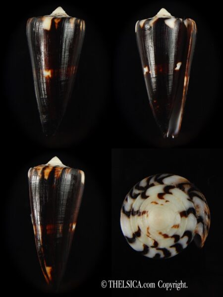 Strategoconus generalis .. Black ... 61.76 mm Gem -0