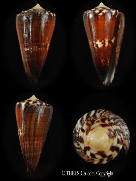 Strategoconus generalis .. Dark ... 66.38 mm F+++-0