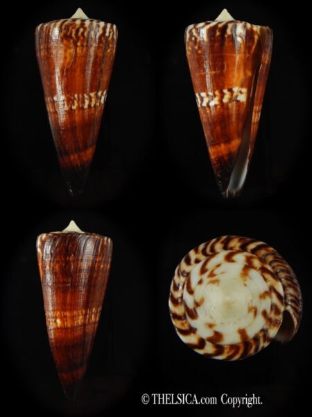 Strategoconus generalis .. Dark ... 67.82 mm F+++-0