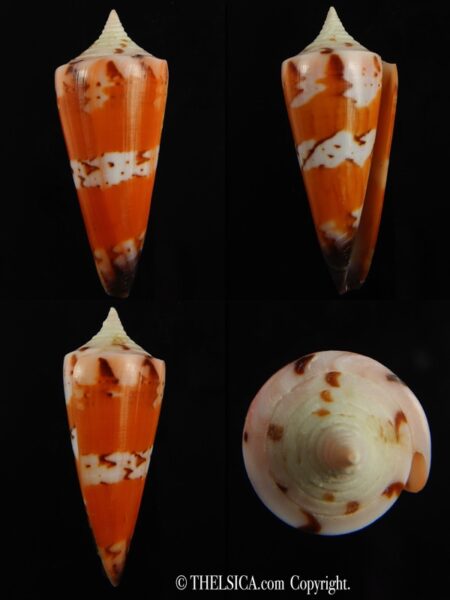 Strategoconus krabiensis 43.25 mm Gem-0