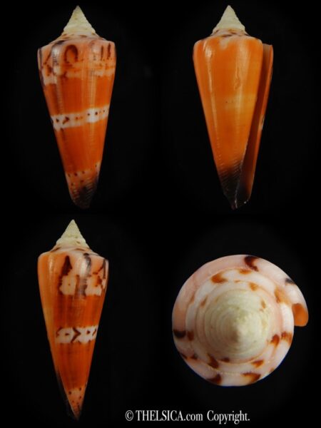 Strategoconus krabiensis 47.13 mm Gem-0