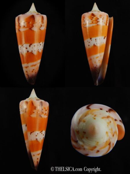 Strategoconus krabiensis 47.39 mm Gem-0