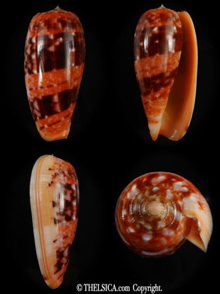 Textilia bullatus bullatus ...Banded ... 67.40 mm Gem-0