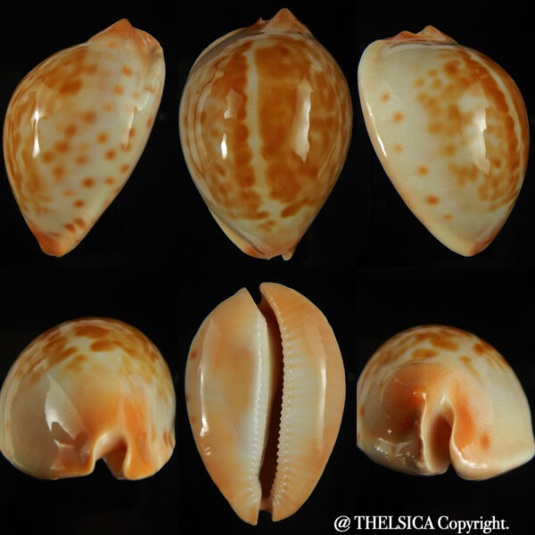 Zoila jeaniana walkeri 66.77 mm Gem+++ -0