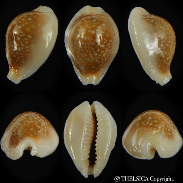 Naria miliaris miliaris..opalised ... 31.54 mm Gem (-)-0