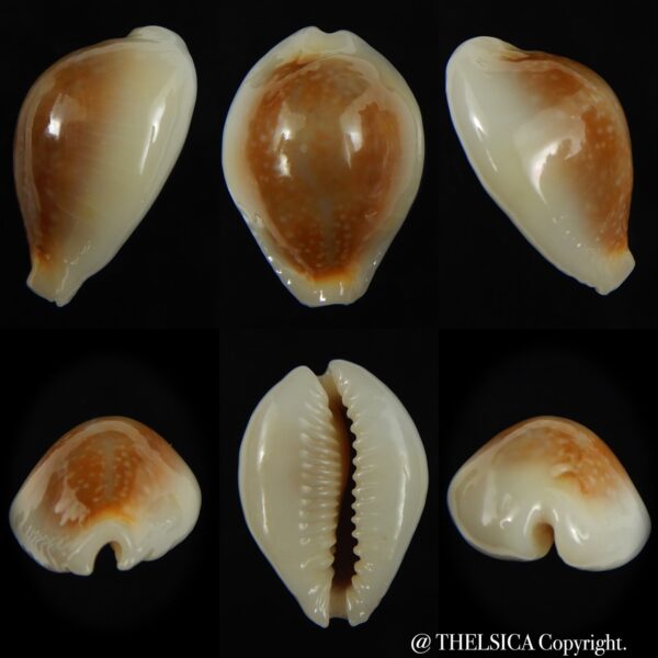 Naria miliaris miliaris..opalised ... 29.84 mm Gem-0