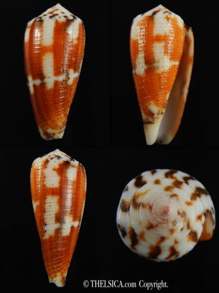 Pionoconus metcalfii 37.33 mm Gem-0