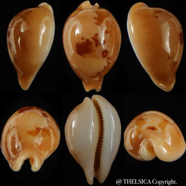 Austrasiatica sakuraii - GIANT ... 49.74 mm Gem-0