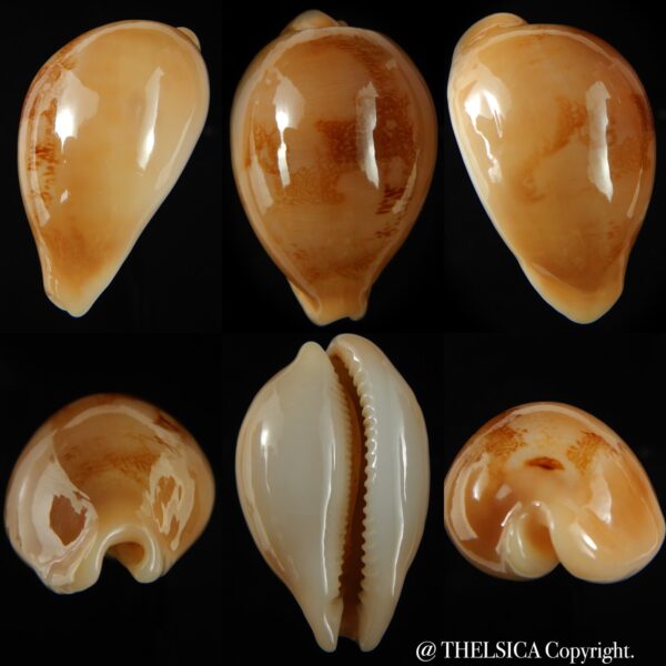 Austrasiatica sakuraii - GIANT ... 50.57 mm Gem-0