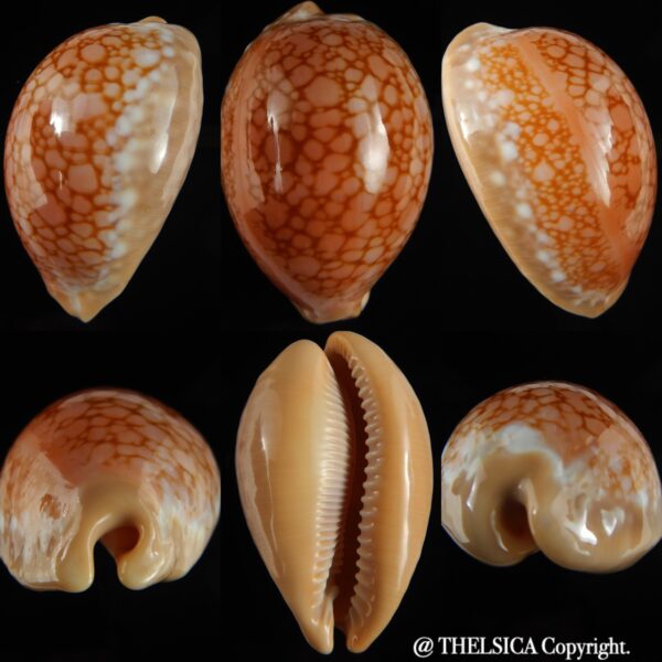 Callistocypraea broderipii 71.68 mm Gem-0